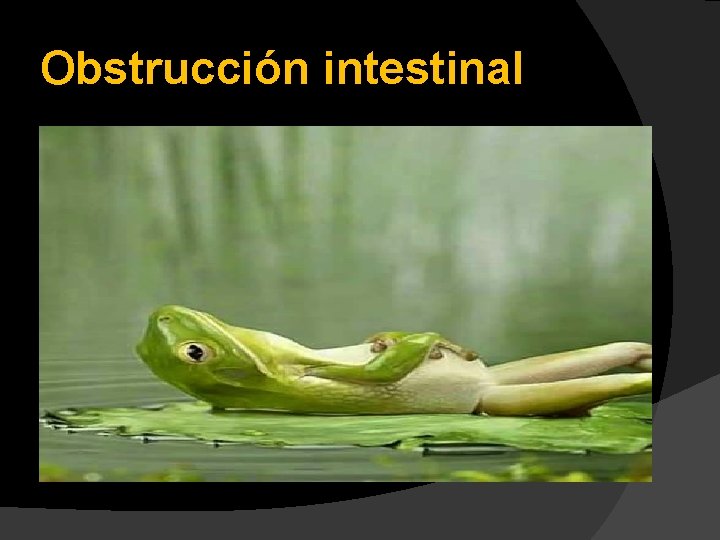 Obstrucción intestinal 