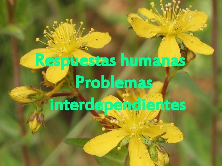 Respuestas humanas Problemas interdependientes 