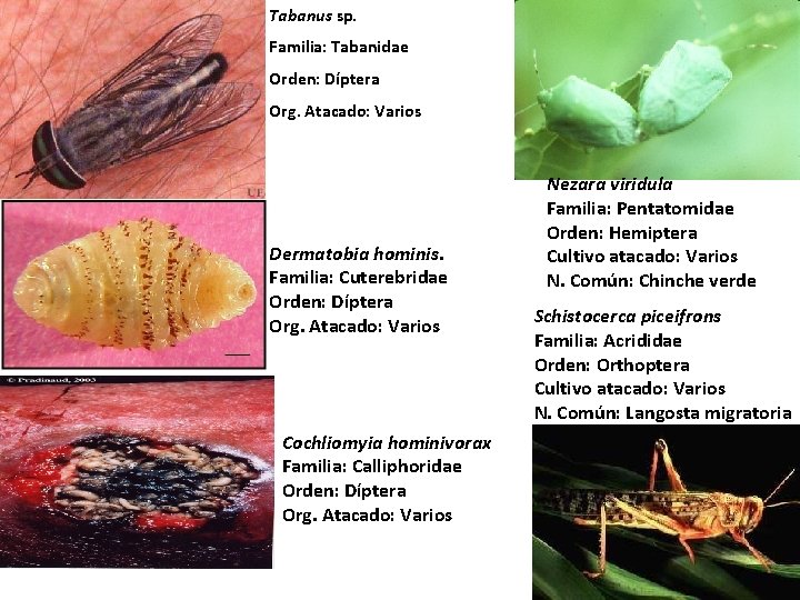 Tabanus sp. Familia: Tabanidae Orden: Díptera Org. Atacado: Varios Dermatobia hominis. Familia: Cuterebridae Orden: