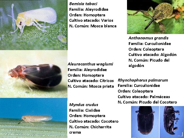 Bemisia tabaci Familia: Aleyrodidae Orden: Homoptera Cultivo atacado: Varios N. Común: Mosca blanca Anthonomus
