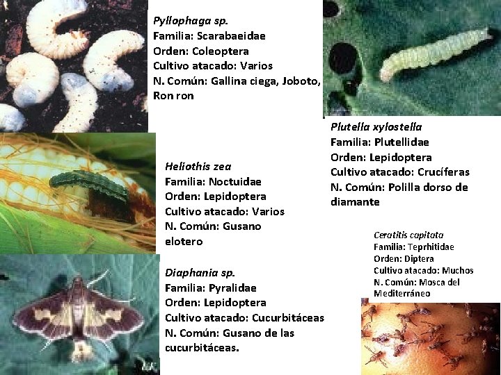 Pyllophaga sp. Familia: Scarabaeidae Orden: Coleoptera Cultivo atacado: Varios N. Común: Gallina ciega, Joboto,