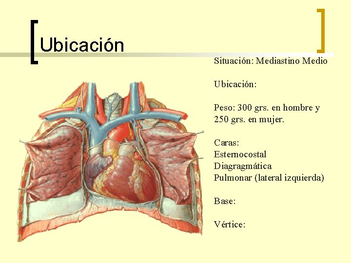 Ubicación Situación: Mediastino Medio Ubicación: Peso: 300 grs. en hombre y 250 grs. en