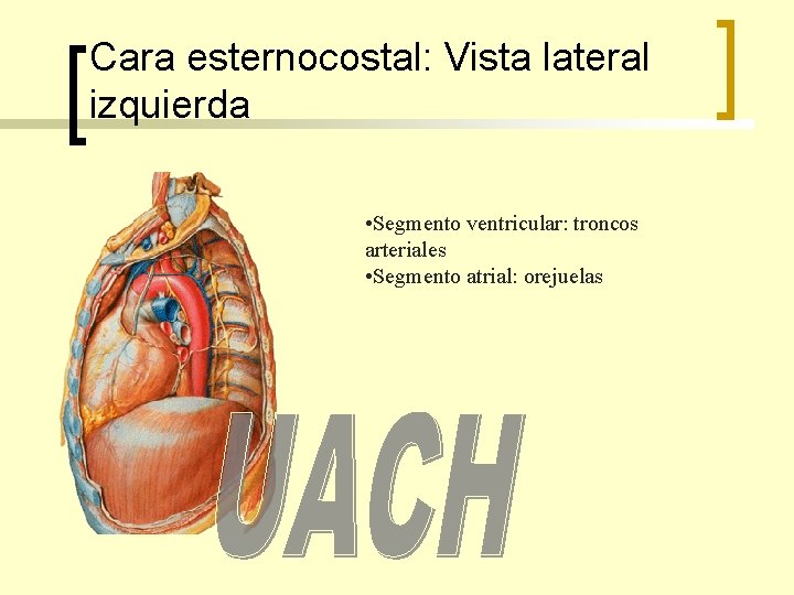 Cara esternocostal: Vista lateral izquierda • Segmento ventricular: troncos arteriales • Segmento atrial: orejuelas