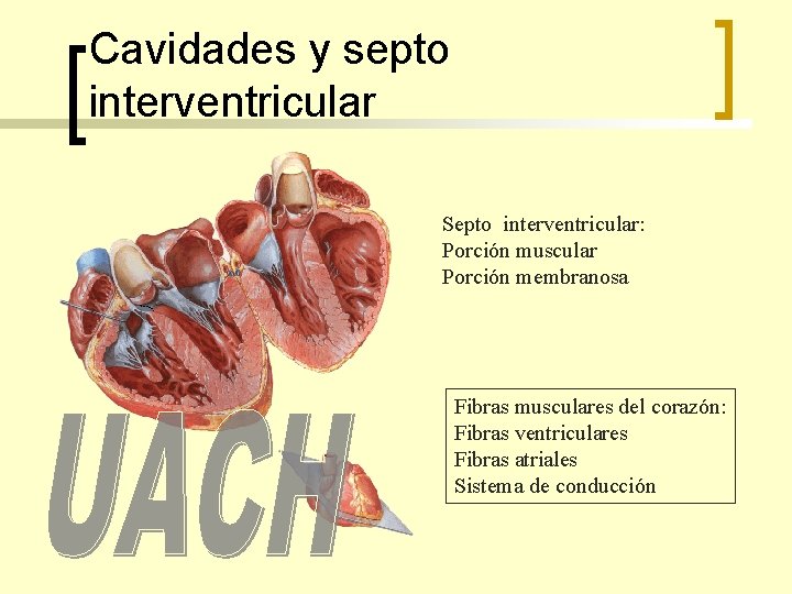 Cavidades y septo interventricular Septo interventricular: Porción muscular Porción membranosa Fibras musculares del corazón: