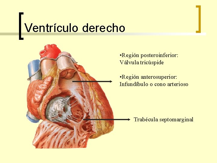Ventrículo derecho • Región posteroinferior: Válvula tricúspide • Región anterosuperior: Infundíbulo o cono arterioso