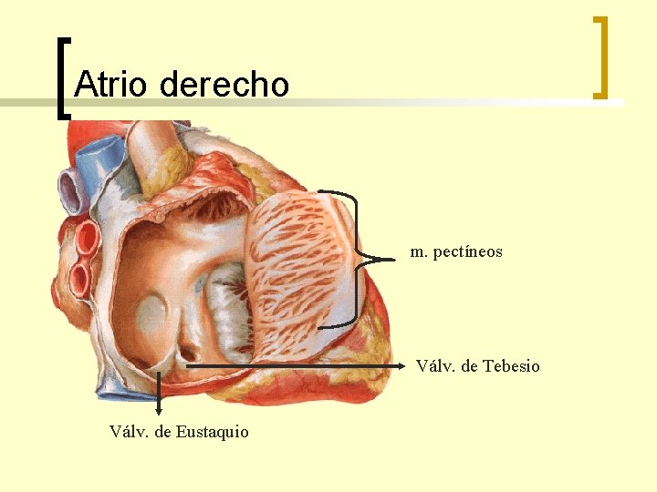 Atrio derecho m. pectíneos Válv. de Tebesio Válv. de Eustaquio 