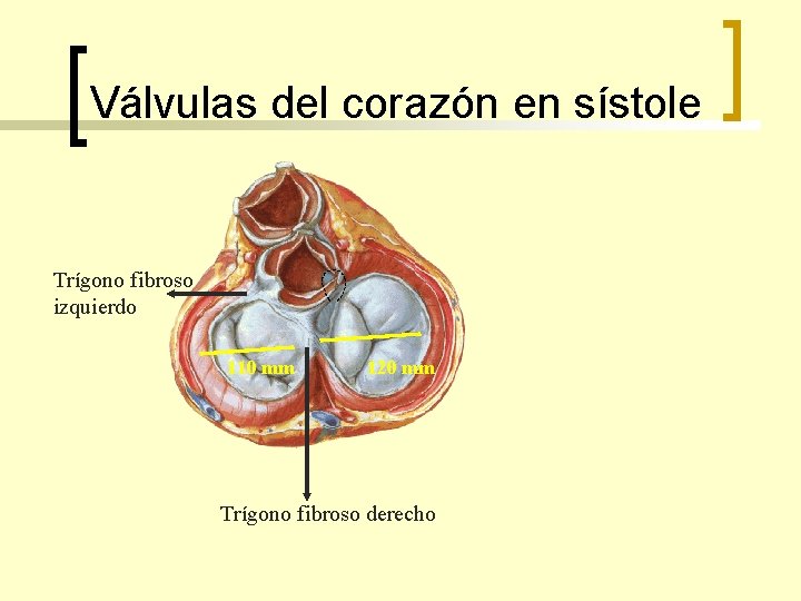 Válvulas del corazón en sístole Trígono fibroso izquierdo 110 mm 120 mm Trígono fibroso