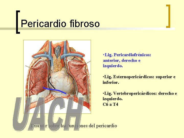 Pericardio fibroso • Lig. Pericardiofrénicos: anterior, derecho e izquierdo. • Lig. Esternopericárdicos: superior e