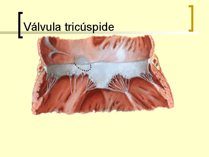 Válvula tricúspide 