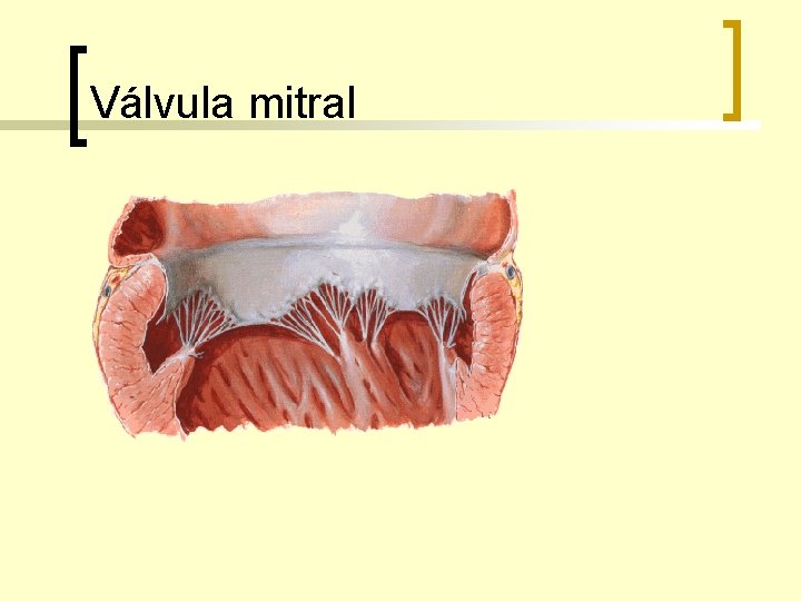 Válvula mitral 