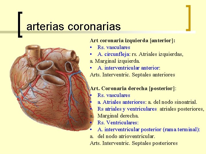arterias coronarias Art coronaria izquierda [anterior]: • Rs. vasculares • A. circunfleja: rs. Atriales