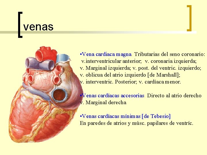 venas • Vena cardiaca magna. Tributarias del seno coronario: v. interventricular anterior; v. coronaria