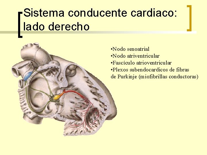 Sistema conducente cardiaco: lado derecho • Nodo senoatrial • Nodo atriventricular • Fascículo atrioventricular