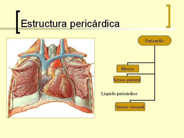 Estructura pericárdica Pericardio fibroso Seroso parietal Líquido pericárdico Seroso visceral 