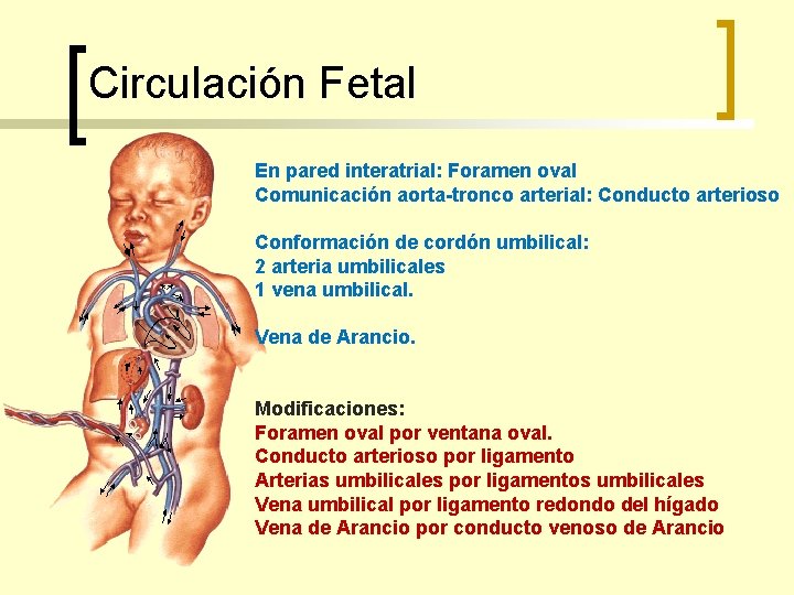 Circulación Fetal En pared interatrial: Foramen oval Comunicación aorta-tronco arterial: Conducto arterioso Conformación de