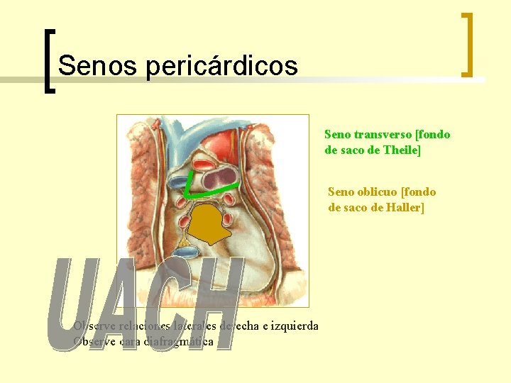 Senos pericárdicos Seno transverso [fondo de saco de Theile] Seno oblicuo [fondo de saco