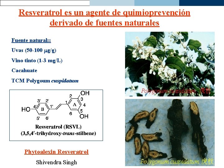 Resveratrol es un agente de quimioprevención derivado de fuentes naturales Fuente natural: : Uvas