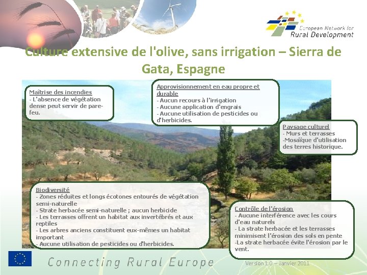 Culture extensive de l'olive, sans irrigation – Sierra de Gata, Espagne Maîtrise des incendies