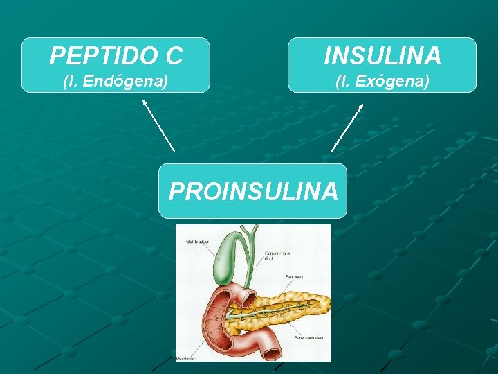 PEPTIDO C INSULINA (I. Endógena) (I. Exógena) PROINSULINA 