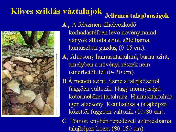 Köves sziklás váztalajok Jellemző tulajdonságok A 0 A felszínen elhelyezkedő korhadásfélben levő növénymaradványok alkotta Köves sziklás váztalajok Jellemző tulajdonságok A 0 A felszínen elhelyezkedő korhadásfélben levő növénymaradványok alkotta