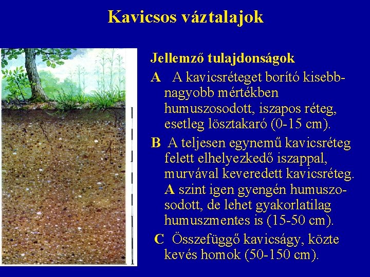 Kavicsos váztalajok Jellemző tulajdonságok A A kavicsréteget borító kisebbnagyobb mértékben humuszosodott, iszapos réteg, esetleg Kavicsos váztalajok Jellemző tulajdonságok A A kavicsréteget borító kisebbnagyobb mértékben humuszosodott, iszapos réteg, esetleg