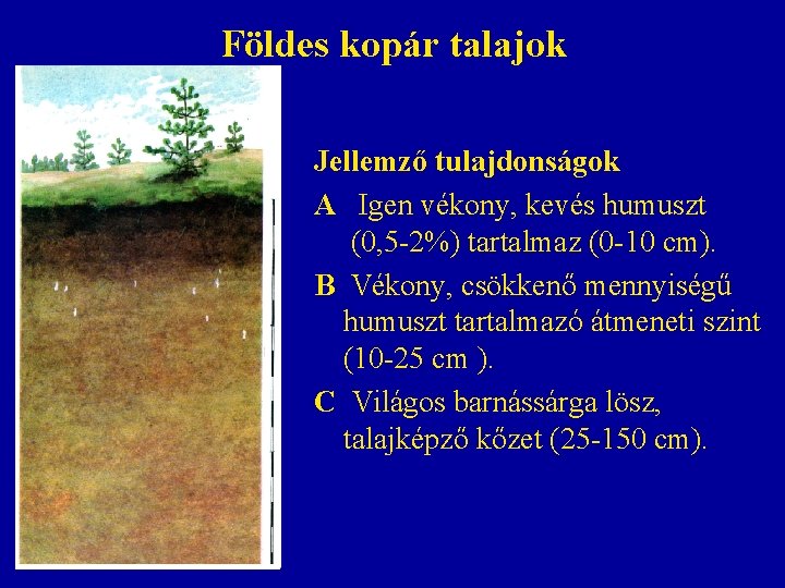 Földes kopár talajok Jellemző tulajdonságok A Igen vékony, kevés humuszt (0, 5 -2%) tartalmaz Földes kopár talajok Jellemző tulajdonságok A Igen vékony, kevés humuszt (0, 5 -2%) tartalmaz