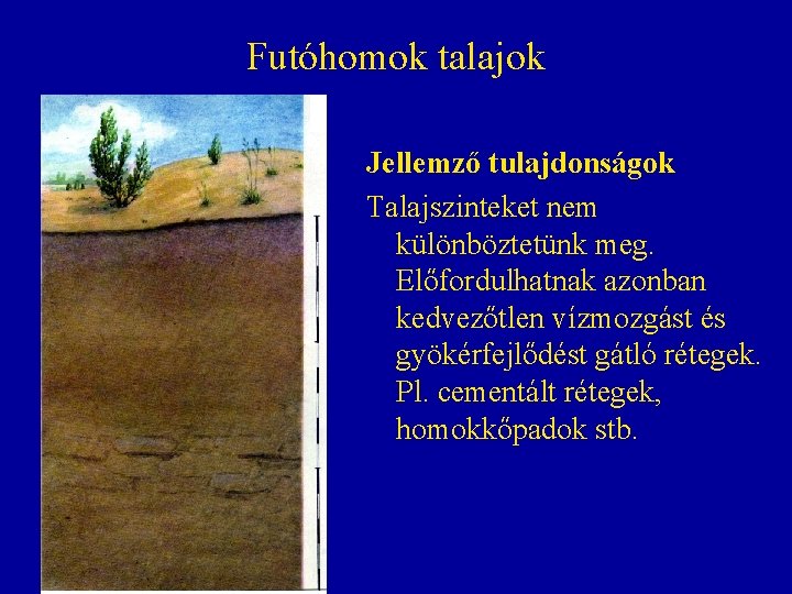Futóhomok talajok Jellemző tulajdonságok Talajszinteket nem különböztetünk meg. Előfordulhatnak azonban kedvezőtlen vízmozgást és gyökérfejlődést Futóhomok talajok Jellemző tulajdonságok Talajszinteket nem különböztetünk meg. Előfordulhatnak azonban kedvezőtlen vízmozgást és gyökérfejlődést