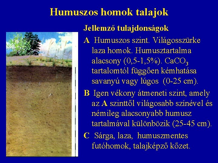Humuszos homok talajok Jellemző tulajdonságok A Humuszos szint. Világosszürke laza homok. Humusztartalma alacsony (0, Humuszos homok talajok Jellemző tulajdonságok A Humuszos szint. Világosszürke laza homok. Humusztartalma alacsony (0,