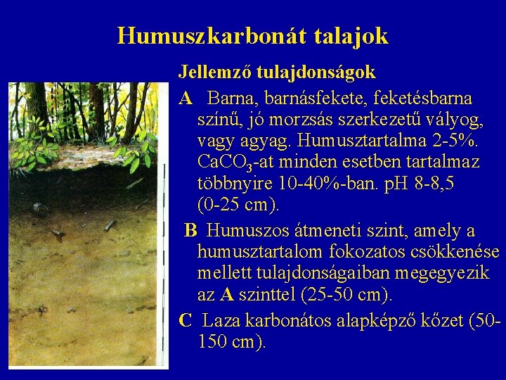 Humuszkarbonát talajok Jellemző tulajdonságok A Barna, barnásfekete, feketésbarna színű, jó morzsás szerkezetű vályog, vagy Humuszkarbonát talajok Jellemző tulajdonságok A Barna, barnásfekete, feketésbarna színű, jó morzsás szerkezetű vályog, vagy