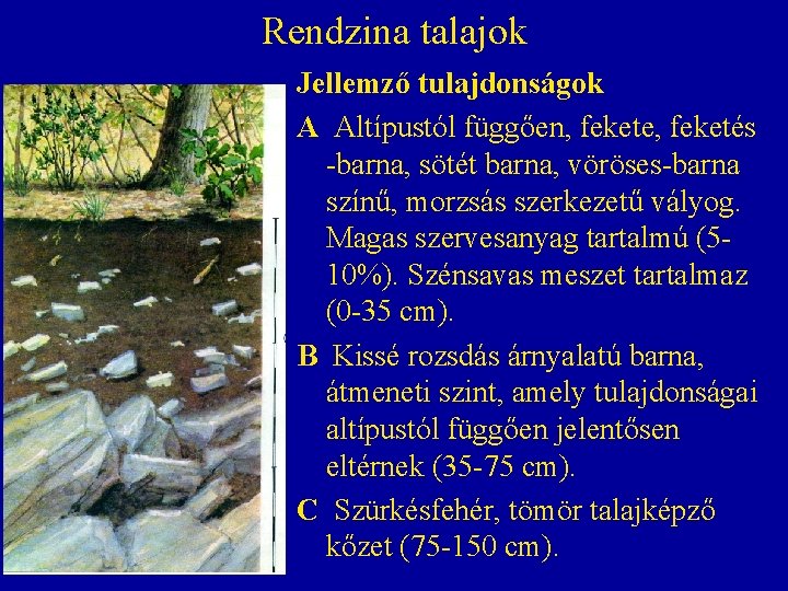 Rendzina talajok Jellemző tulajdonságok A Altípustól függően, fekete, feketés -barna, sötét barna, vöröses-barna színű, Rendzina talajok Jellemző tulajdonságok A Altípustól függően, fekete, feketés -barna, sötét barna, vöröses-barna színű,