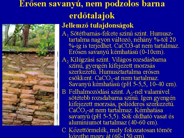 Erősen savanyú, nem podzolos barna erdőtalajok Jellemző tulajdonságok A 1 Sötétbarnás-fekete színű szint. Humusztartalma Erősen savanyú, nem podzolos barna erdőtalajok Jellemző tulajdonságok A 1 Sötétbarnás-fekete színű szint. Humusztartalma