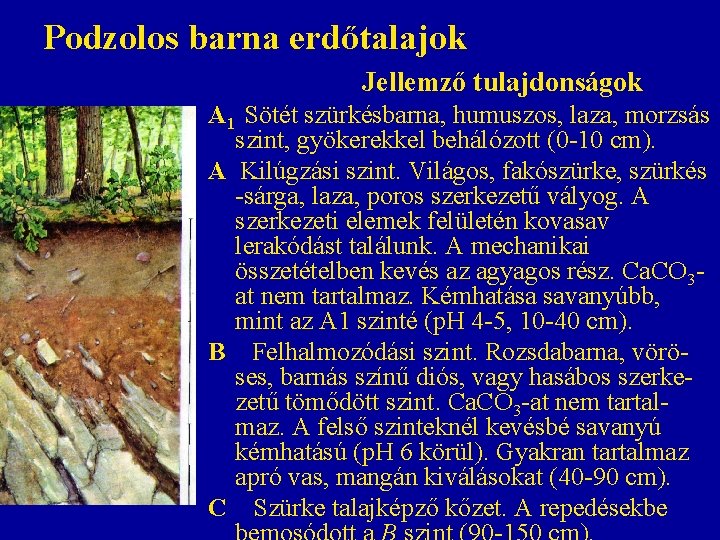 Podzolos barna erdőtalajok Jellemző tulajdonságok A 1 Sötét szürkésbarna, humuszos, laza, morzsás szint, gyökerekkel Podzolos barna erdőtalajok Jellemző tulajdonságok A 1 Sötét szürkésbarna, humuszos, laza, morzsás szint, gyökerekkel