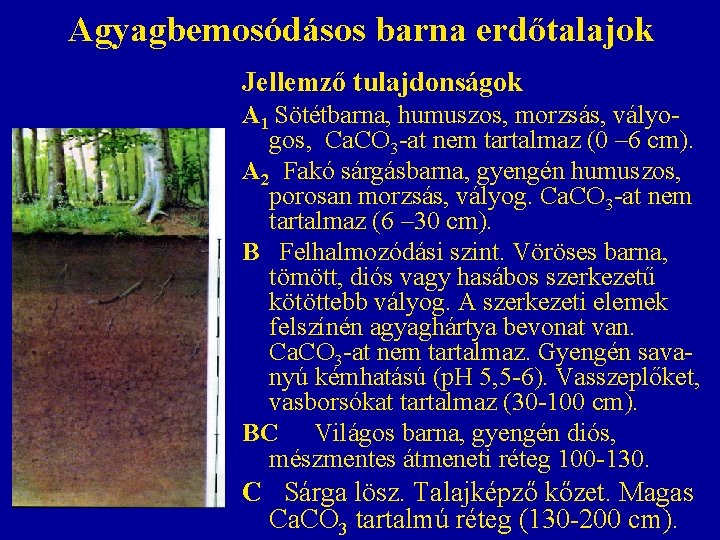 Agyagbemosódásos barna erdőtalajok Jellemző tulajdonságok A 1 Sötétbarna, humuszos, morzsás, vályogos, Ca. CO 3 Agyagbemosódásos barna erdőtalajok Jellemző tulajdonságok A 1 Sötétbarna, humuszos, morzsás, vályogos, Ca. CO 3