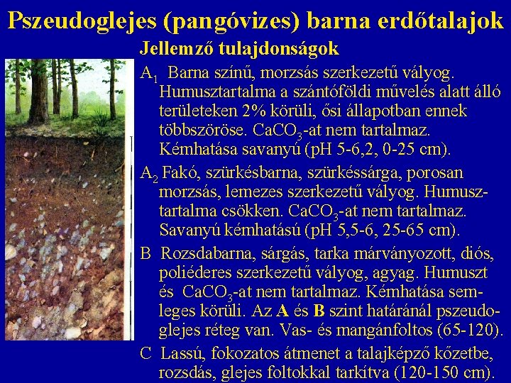 Pszeudoglejes (pangóvizes) barna erdőtalajok Jellemző tulajdonságok A 1 Barna színű, morzsás szerkezetű vályog. Humusztartalma Pszeudoglejes (pangóvizes) barna erdőtalajok Jellemző tulajdonságok A 1 Barna színű, morzsás szerkezetű vályog. Humusztartalma