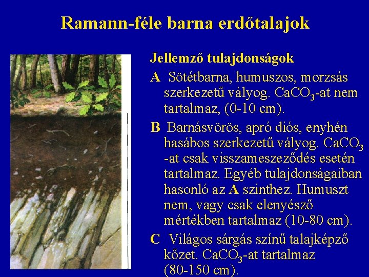 Ramann-féle barna erdőtalajok Jellemző tulajdonságok A Sötétbarna, humuszos, morzsás szerkezetű vályog. Ca. CO 3 Ramann-féle barna erdőtalajok Jellemző tulajdonságok A Sötétbarna, humuszos, morzsás szerkezetű vályog. Ca. CO 3