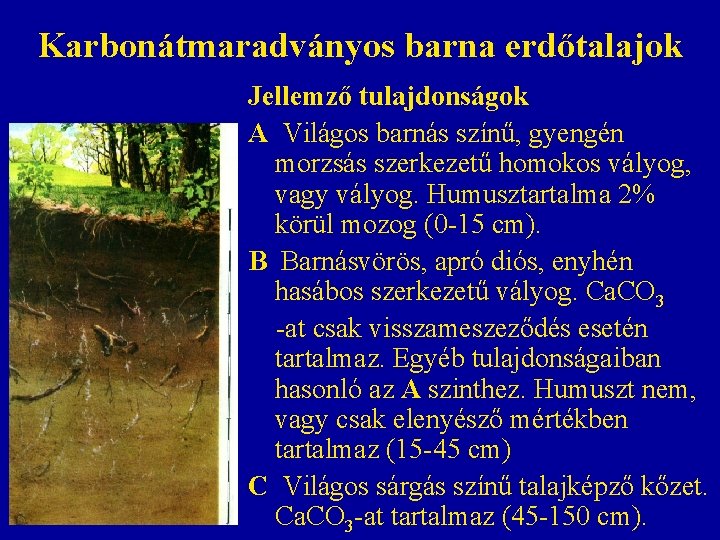 Karbonátmaradványos barna erdőtalajok Jellemző tulajdonságok A Világos barnás színű, gyengén morzsás szerkezetű homokos vályog, Karbonátmaradványos barna erdőtalajok Jellemző tulajdonságok A Világos barnás színű, gyengén morzsás szerkezetű homokos vályog,