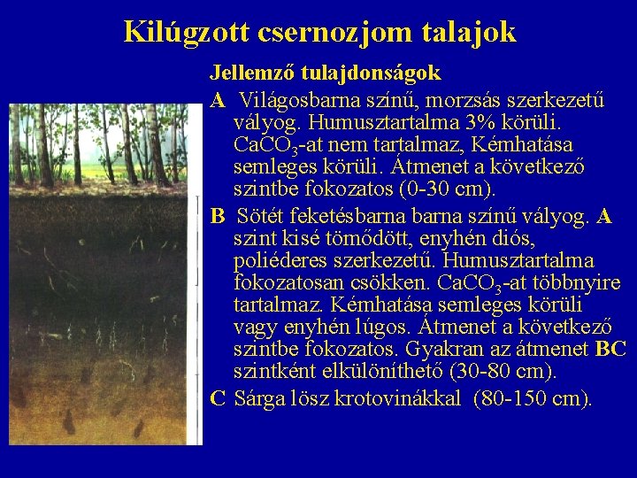 Kilúgzott csernozjom talajok Jellemző tulajdonságok A Világosbarna színű, morzsás szerkezetű vályog. Humusztartalma 3% körüli. Kilúgzott csernozjom talajok Jellemző tulajdonságok A Világosbarna színű, morzsás szerkezetű vályog. Humusztartalma 3% körüli.