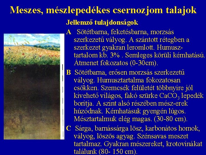 Meszes, mészlepedékes csernozjom talajok Jellemző tulajdonságok A Sötétbarna, feketésbarna, morzsás szerkezetű vályog. A szántott Meszes, mészlepedékes csernozjom talajok Jellemző tulajdonságok A Sötétbarna, feketésbarna, morzsás szerkezetű vályog. A szántott