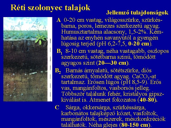 Réti szolonyec talajok Jellemző tulajdonságok A 0 -20 cm vastag, világosszürke, szürkésbarna, poros, lemezes Réti szolonyec talajok Jellemző tulajdonságok A 0 -20 cm vastag, világosszürke, szürkésbarna, poros, lemezes