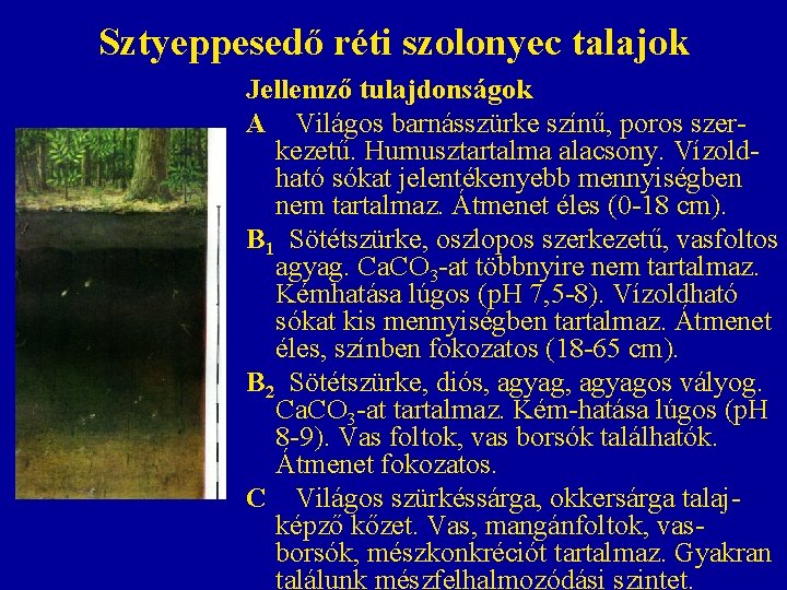 Sztyeppesedő réti szolonyec talajok Jellemző tulajdonságok A Világos barnásszürke színű, poros szerkezetű. Humusztartalma alacsony. Sztyeppesedő réti szolonyec talajok Jellemző tulajdonságok A Világos barnásszürke színű, poros szerkezetű. Humusztartalma alacsony.