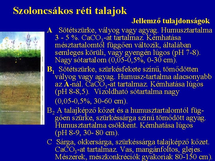 Szoloncsákos réti talajok Jellemző tulajdonságok A Sötétszürke, vályog vagy agyag. Humusztartalma 3 - 5 Szoloncsákos réti talajok Jellemző tulajdonságok A Sötétszürke, vályog vagy agyag. Humusztartalma 3 - 5