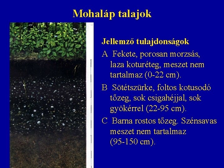 Mohaláp talajok Jellemző tulajdonságok A Fekete, porosan morzsás, laza koturéteg, meszet nem tartalmaz (0 Mohaláp talajok Jellemző tulajdonságok A Fekete, porosan morzsás, laza koturéteg, meszet nem tartalmaz (0