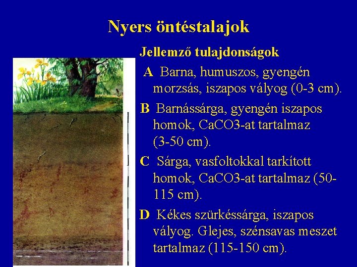 Nyers öntéstalajok Jellemző tulajdonságok A Barna, humuszos, gyengén morzsás, iszapos vályog (0 -3 cm). Nyers öntéstalajok Jellemző tulajdonságok A Barna, humuszos, gyengén morzsás, iszapos vályog (0 -3 cm).