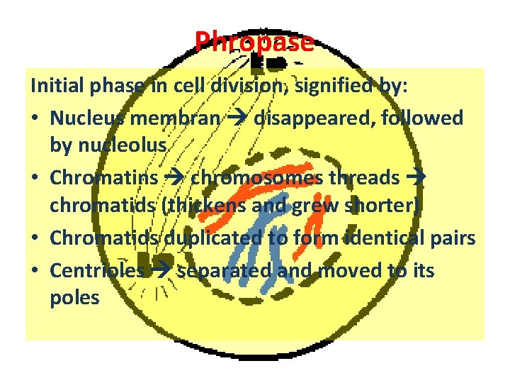 Phropase Initial phase in cell division, signified by: • Nucleus membran disappeared, followed by