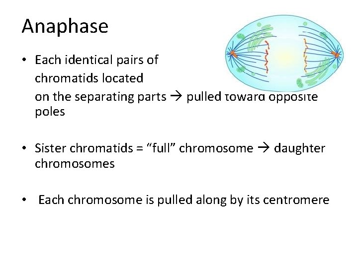 Anaphase • Each identical pairs of chromatids located on the separating parts pulled toward
