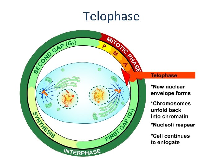 Telophase 