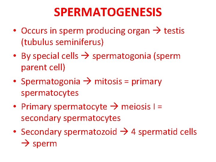 SPERMATOGENESIS • Occurs in sperm producing organ testis (tubulus seminiferus) • By special cells