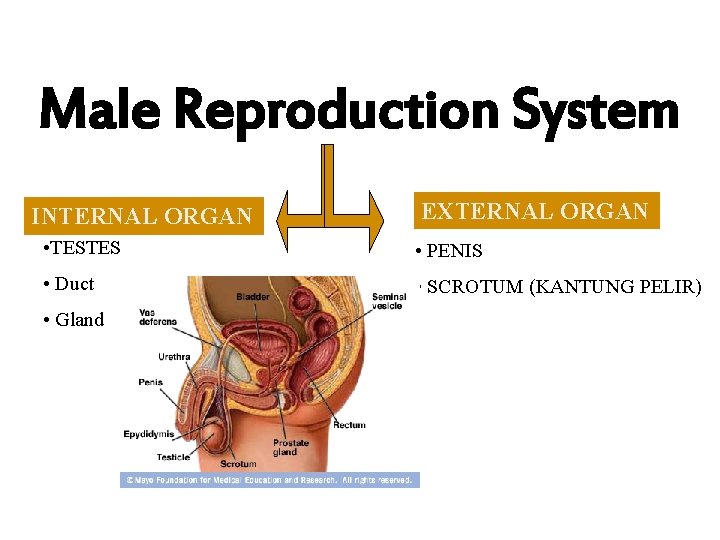 Male Reproduction System INTERNAL ORGAN EXTERNAL ORGAN • TESTES • PENIS • Duct •