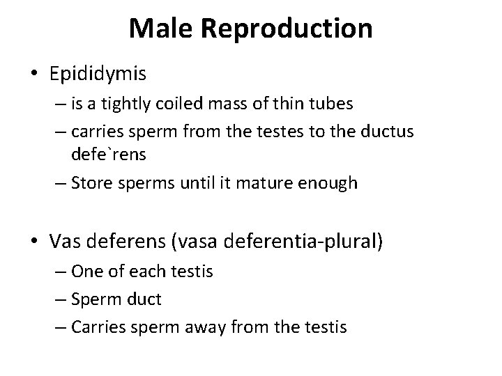 Male Reproduction • Epididymis – is a tightly coiled mass of thin tubes –