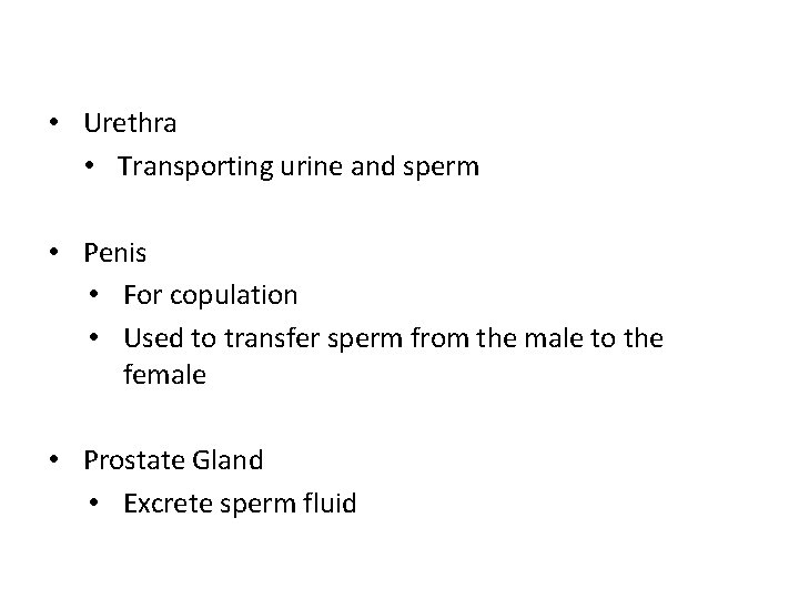  • Urethra • Transporting urine and sperm • Penis • For copulation •